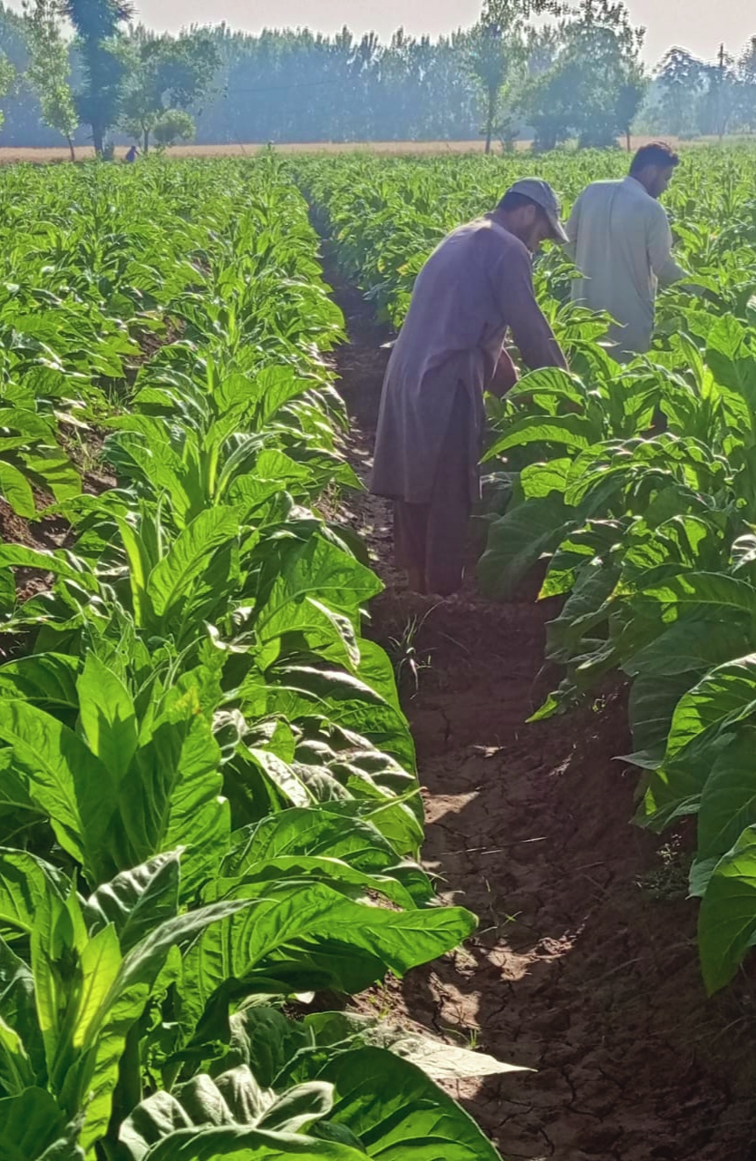 Green leaf tobacco farm inspection