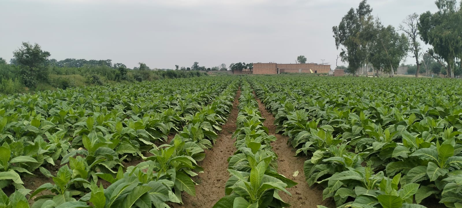 Inspection Field