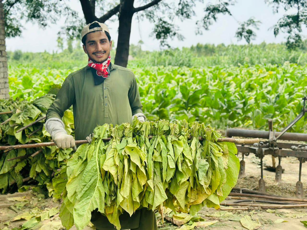Tobacco market data analysis